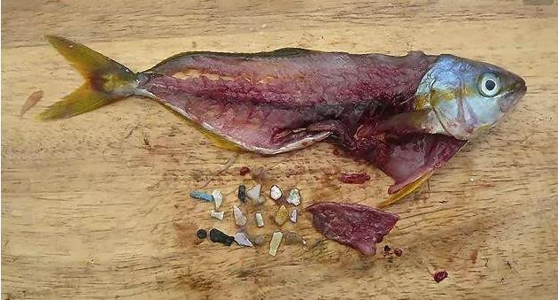 震驚！首次確認：人體已被微塑料污染！